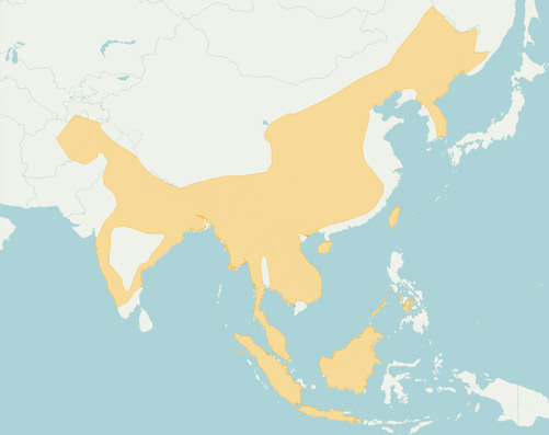 石虎分布 Leopard cat range map