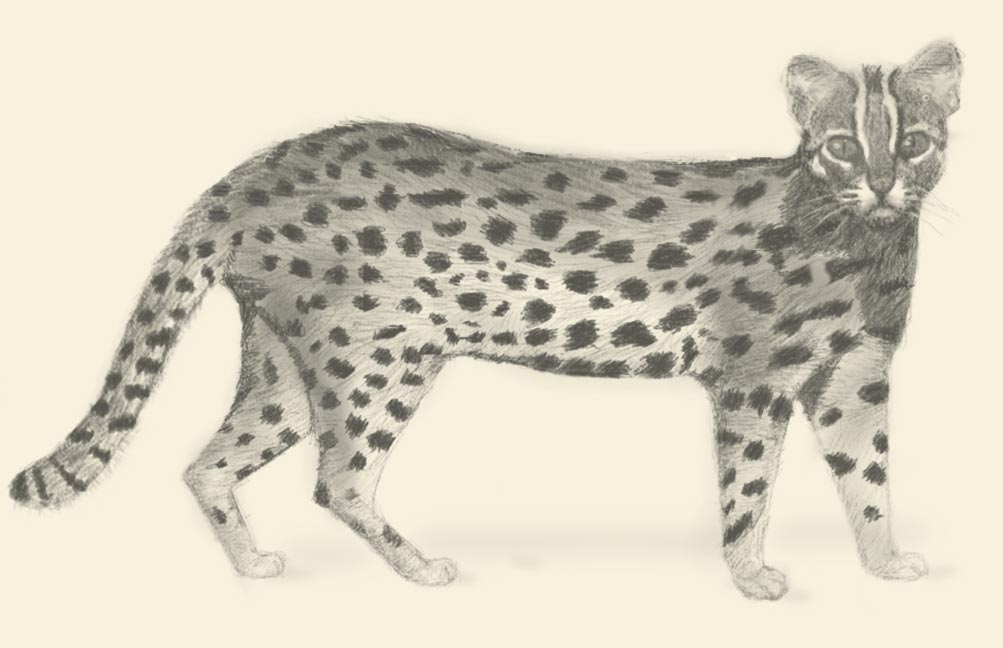 石虎分布 Leopard cat range map