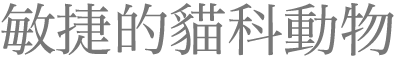 敏捷的貓科動物